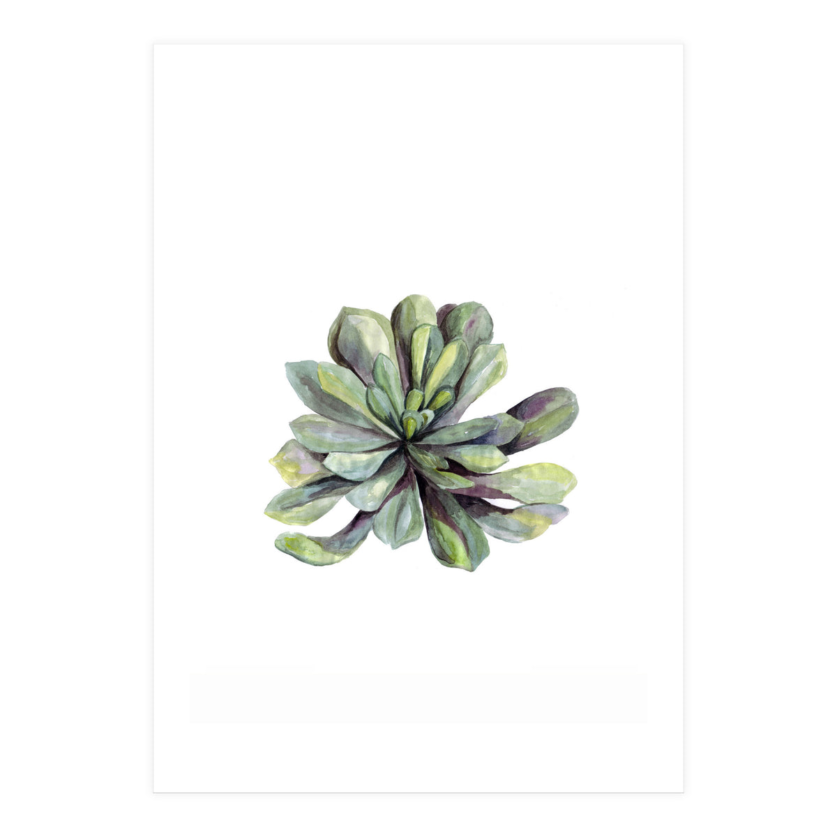 Botanical Illustration Succulent (Print Only)