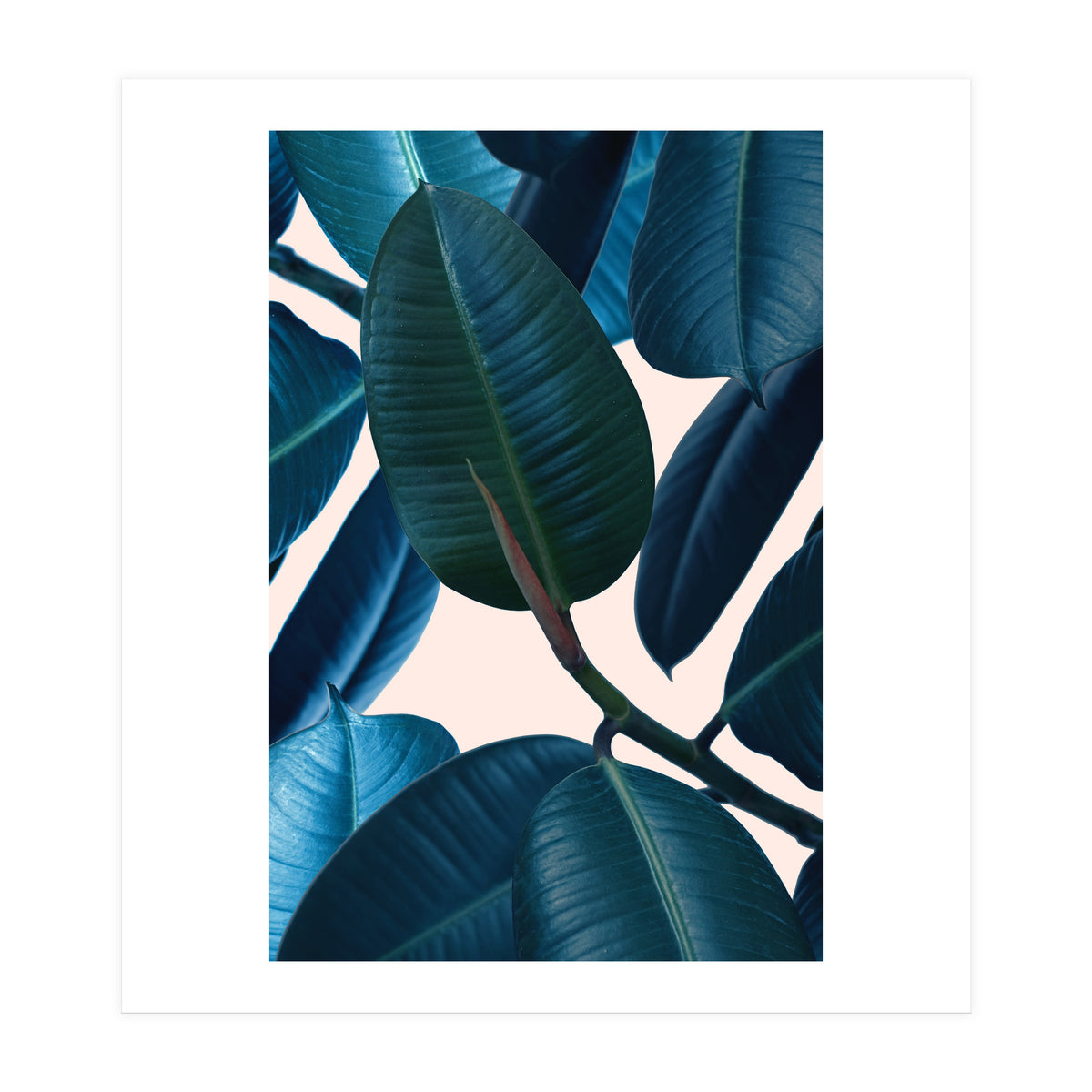 Ficus Elastica 2 (Print Only)