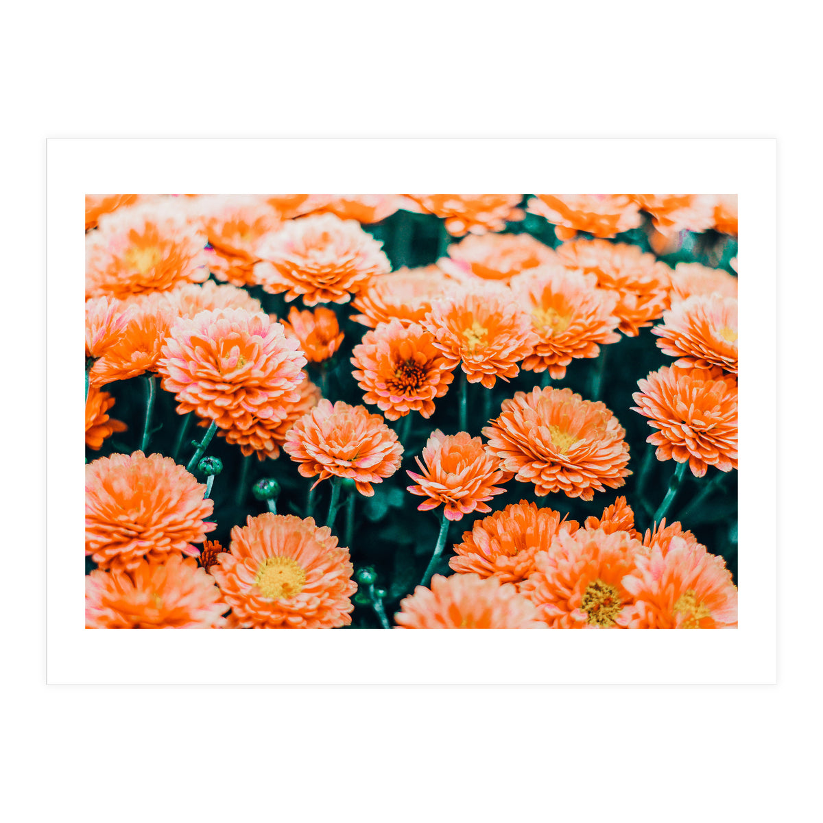 February (Print Only)