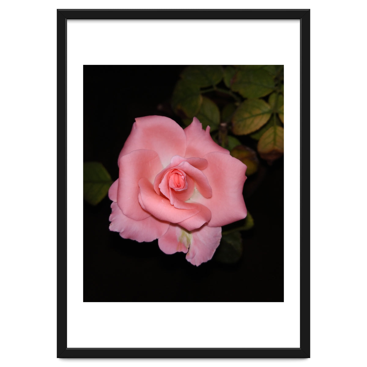 Pink Rose Floral