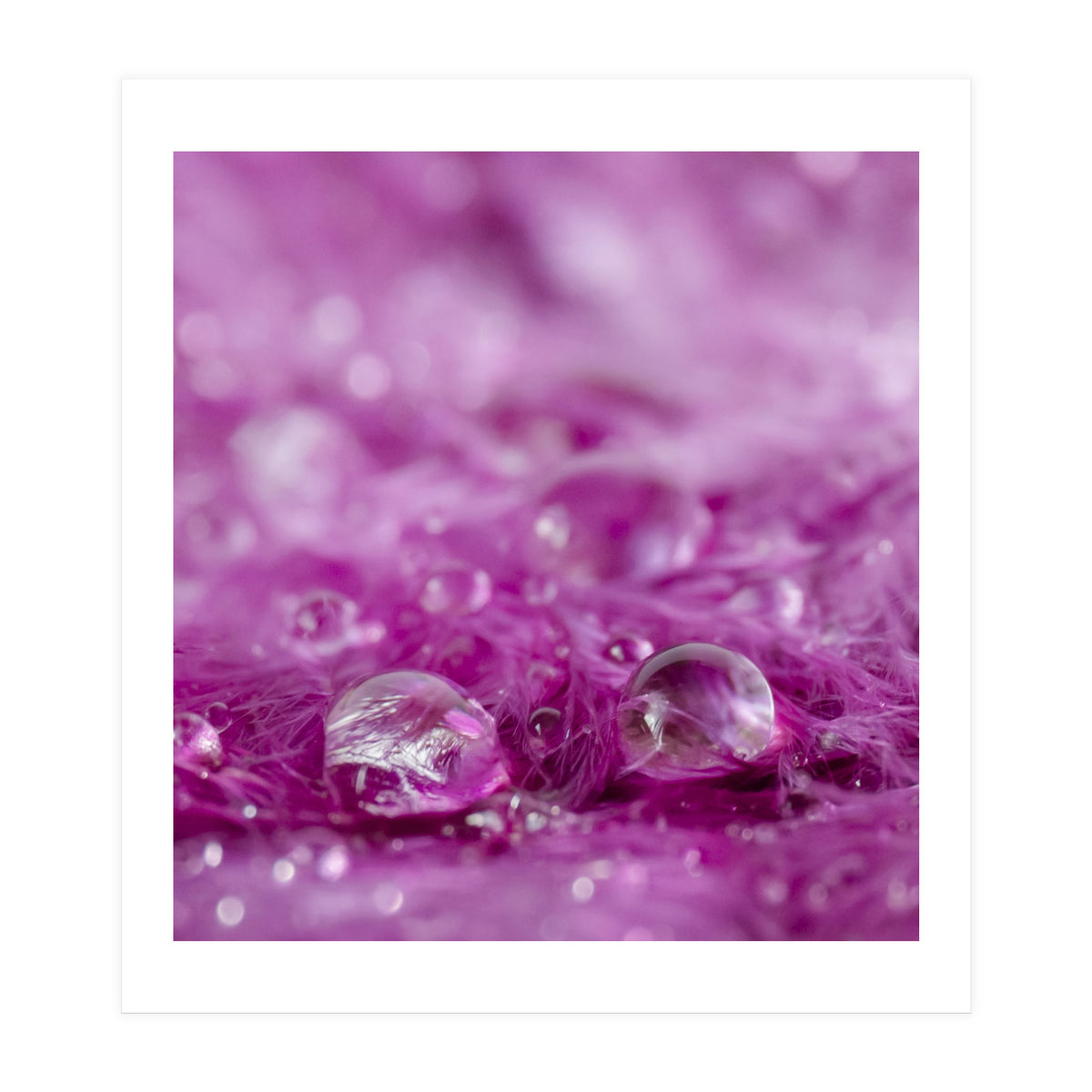 Drops in feathers (Print Only)