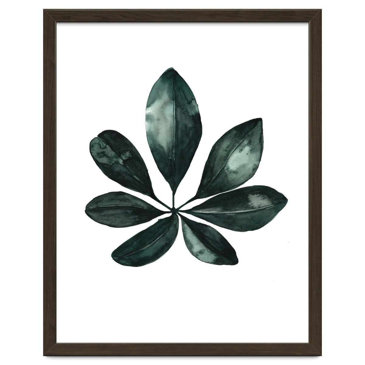 Botanical Illustration Arboricola Schefflera