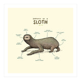 Anatomy Of A Sloth (Print Only) thumbnail