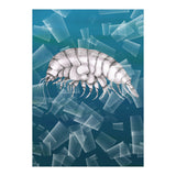 Eurythenes Plasticus (Print Only) thumbnail