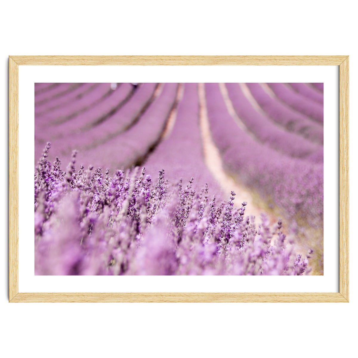 Lavender Happiness