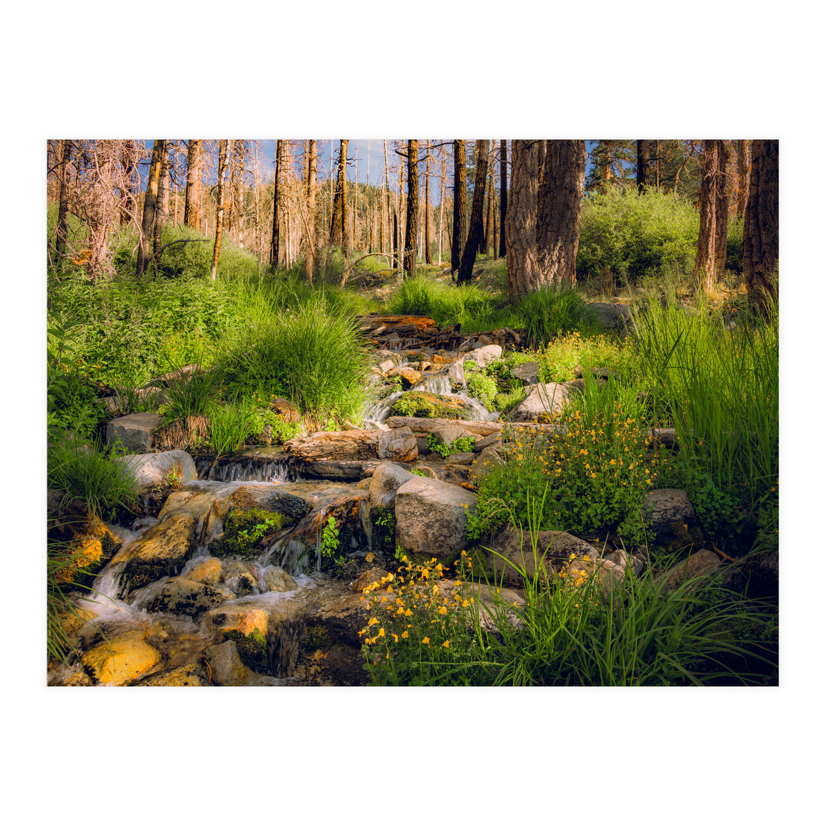 San Gorgonio Stream (Print Only)