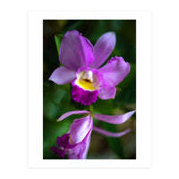 Cattleya Orchidee (Print Only)