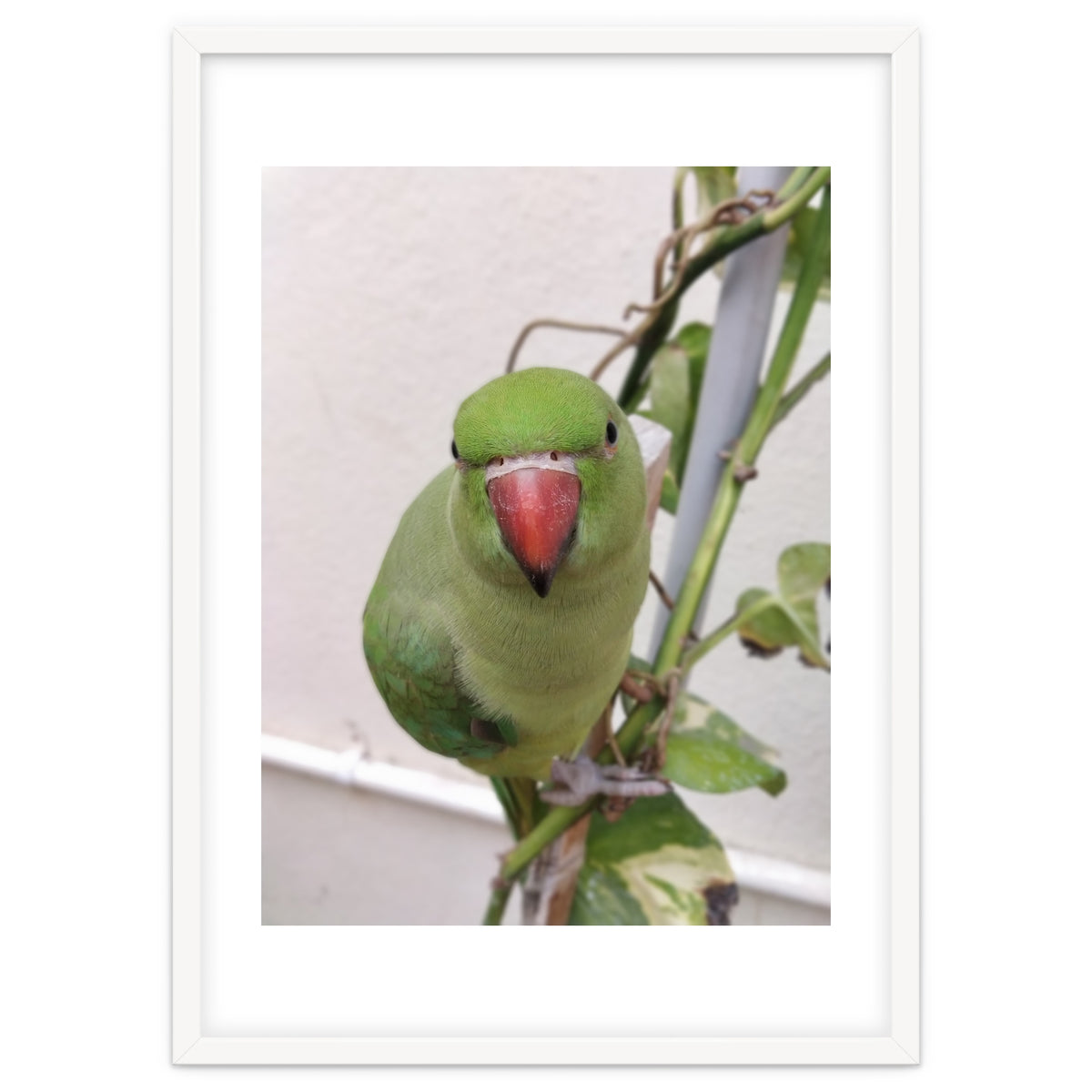 Attractive Indian Parrot