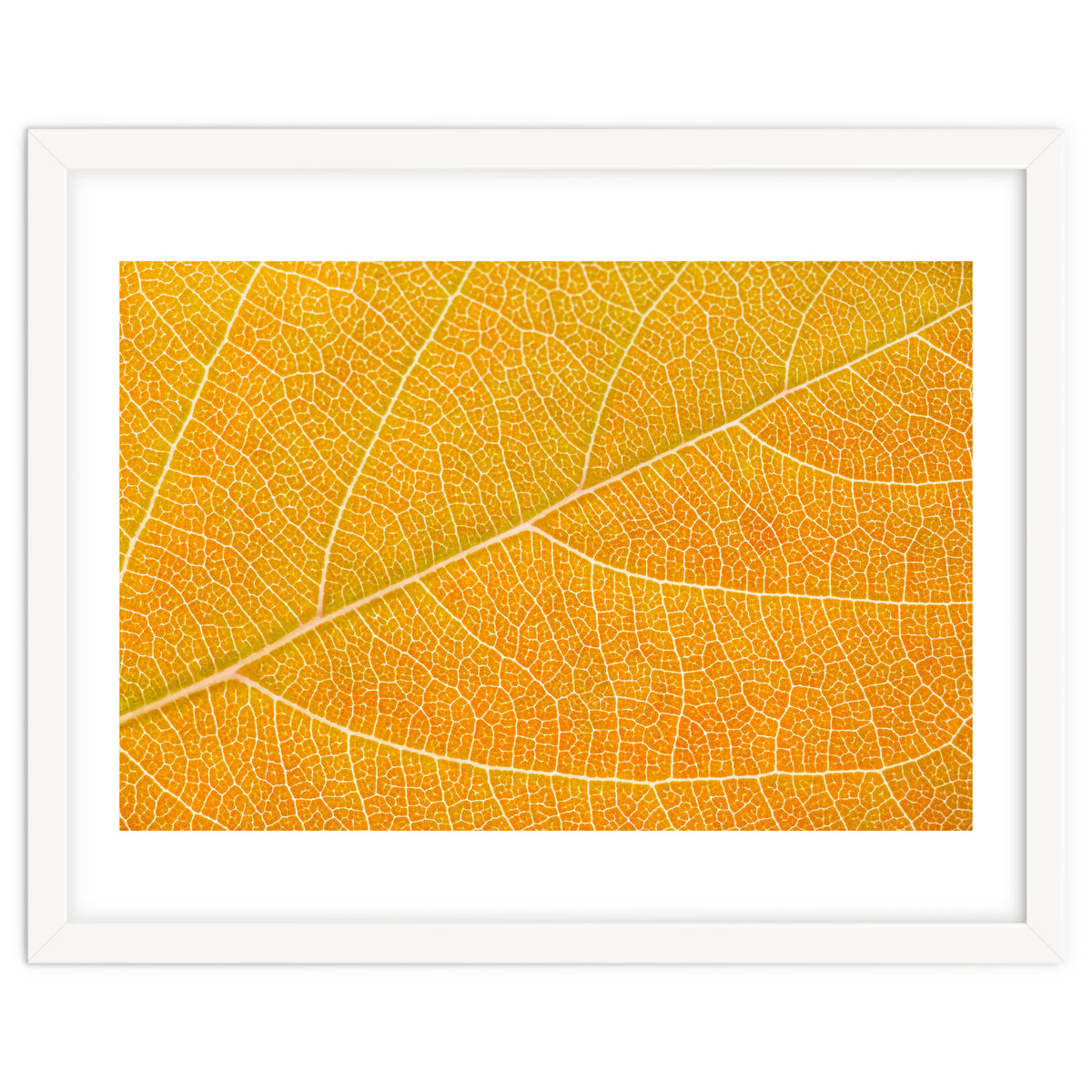 Autumn Leaf