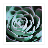 DARKSIDE OF SUCCULENTS III-A (Print Only)