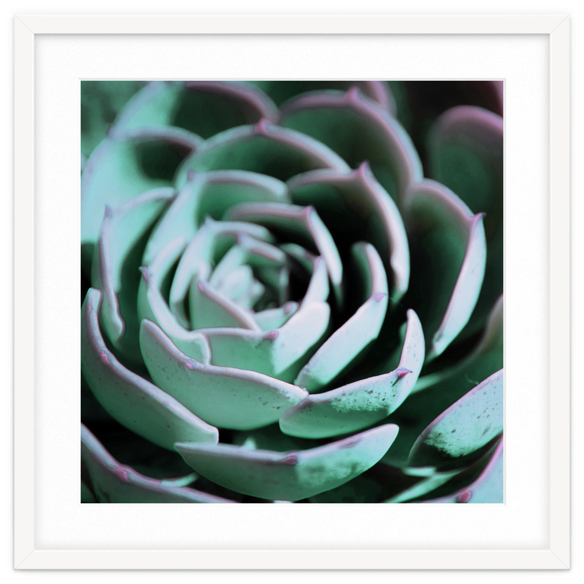 DARKSIDE OF SUCCULENTS III-A