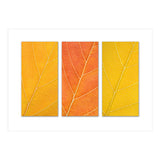 Autumn Leaves (Print Only) thumbnail