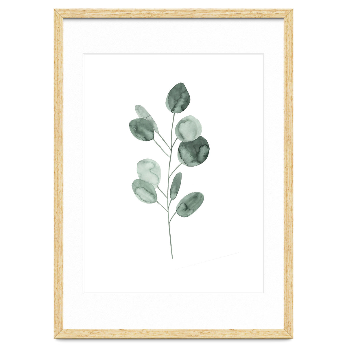 Botanical Illustration Eukalyptus2