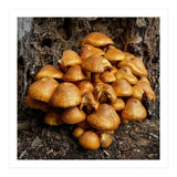 Tree Fungi  (Print Only) thumbnail
