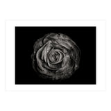 Backyard Flowers In Black And White 72 (Print Only) thumbnail