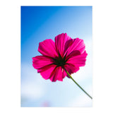 RED FLOWER (Print Only) thumbnail