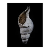 Shells No 12 Color Version (Print Only) thumbnail