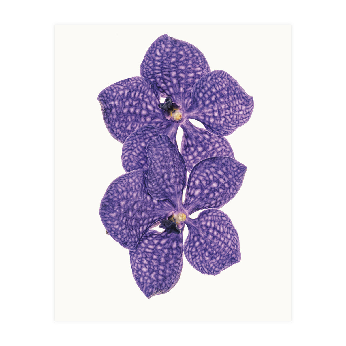 Cc Flower 06 (Print Only)