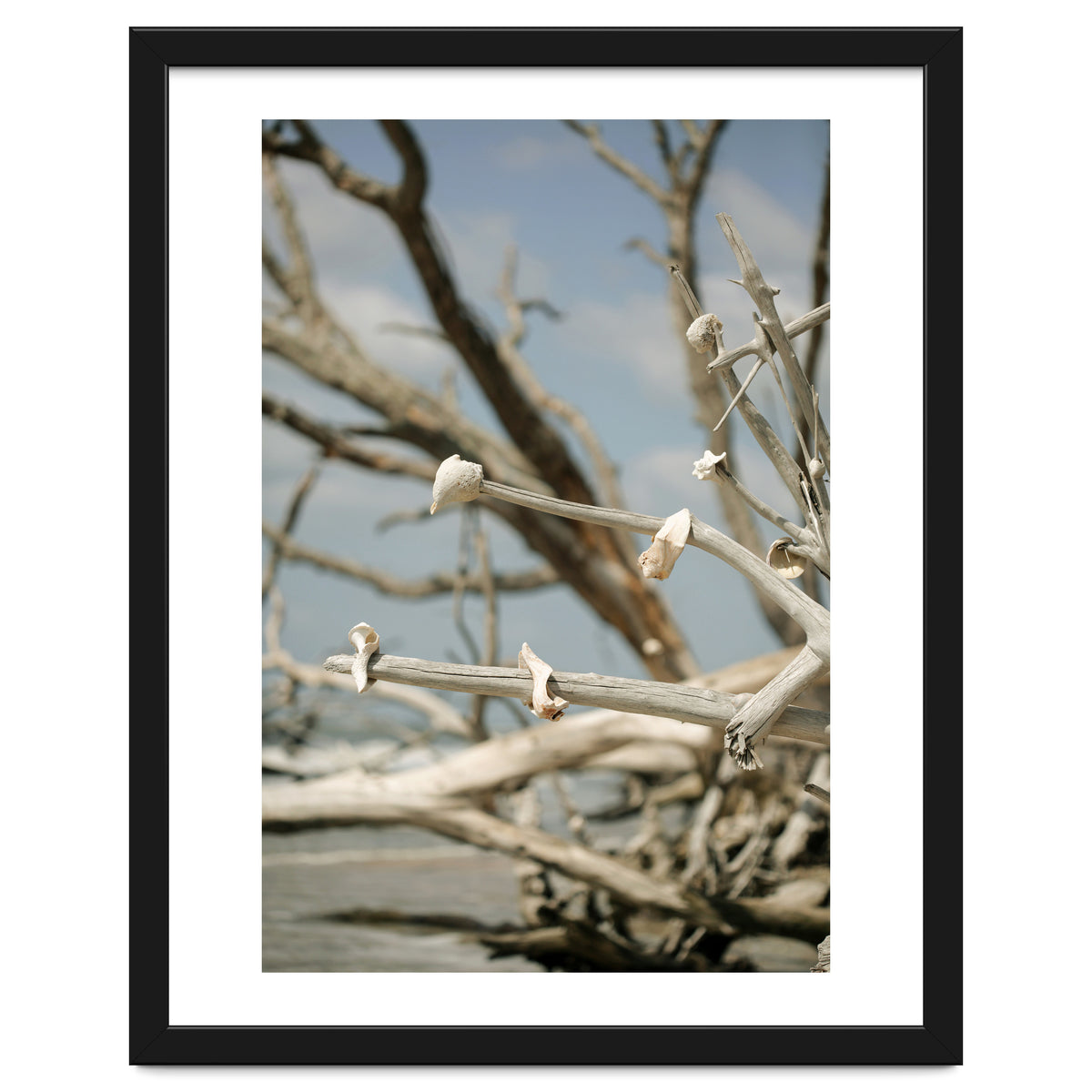 Seashells And Driftwood