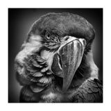 Macaw (Print Only) thumbnail