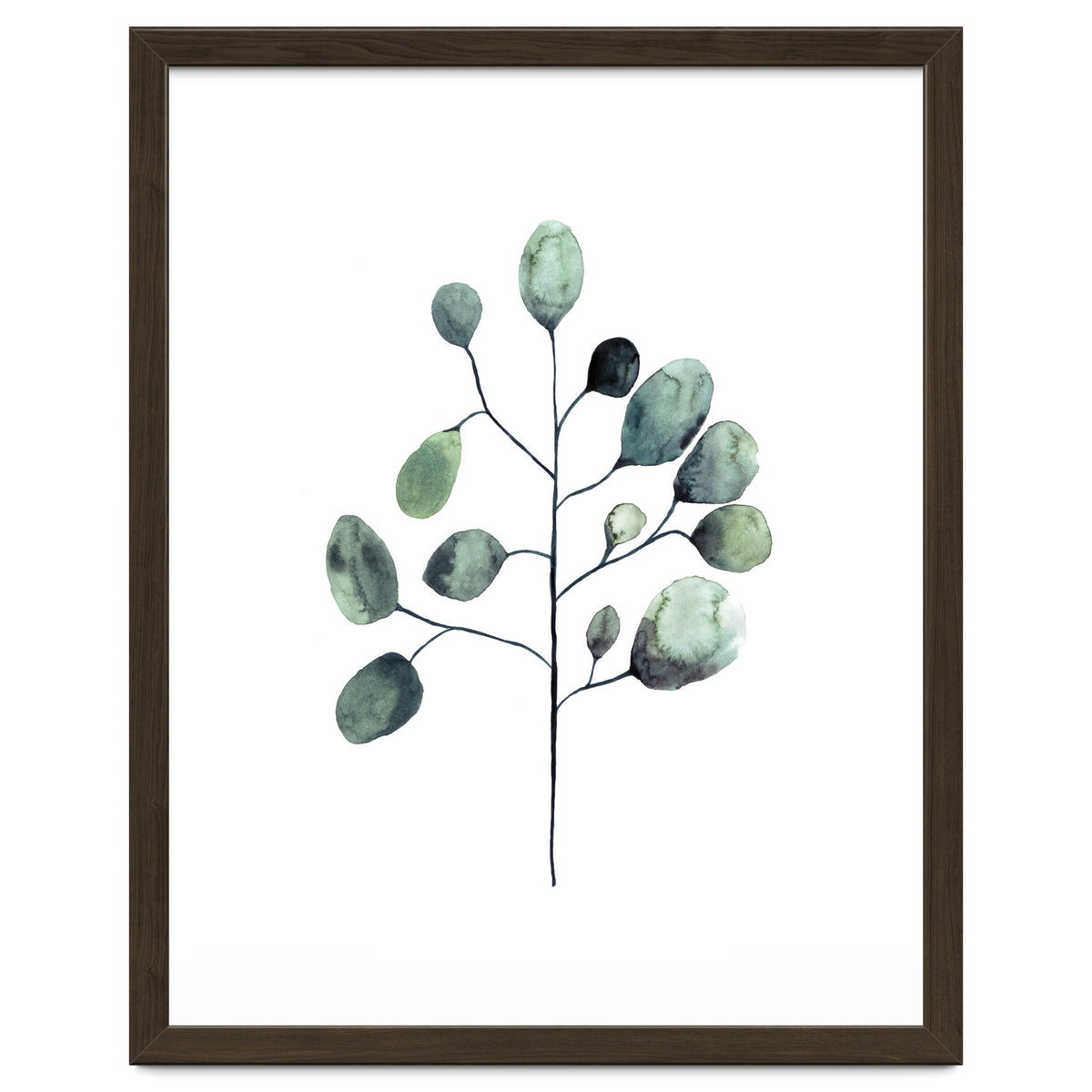 Botanical Illustration Eukalyptus