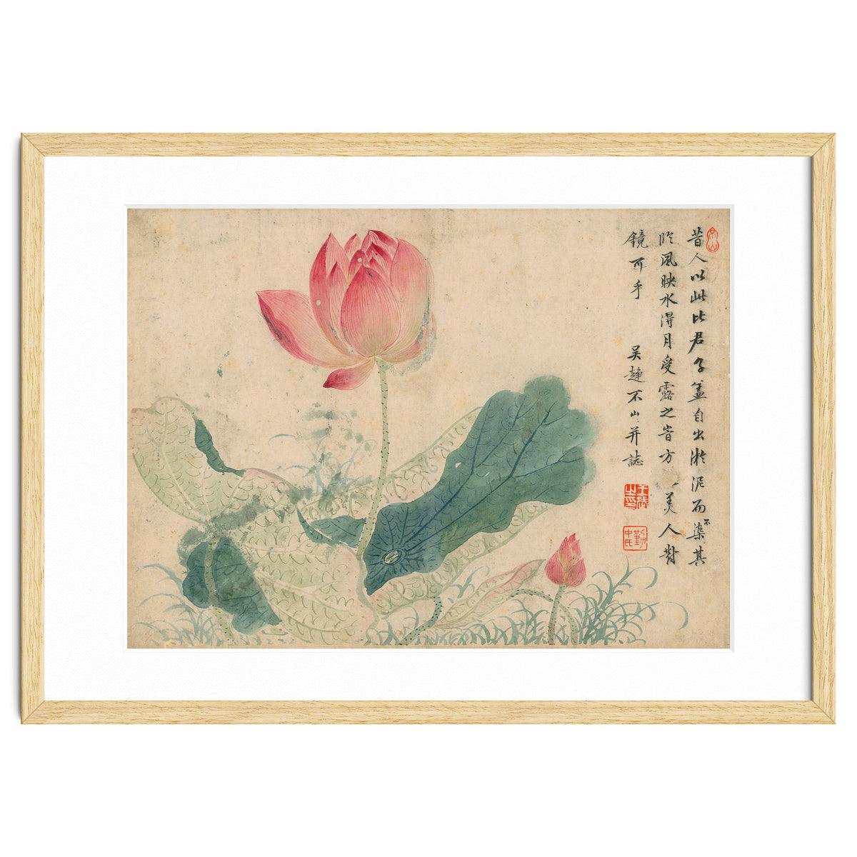 Qing Wangwu Flower album, lotus, lotus leaf, pond, copy of water grass