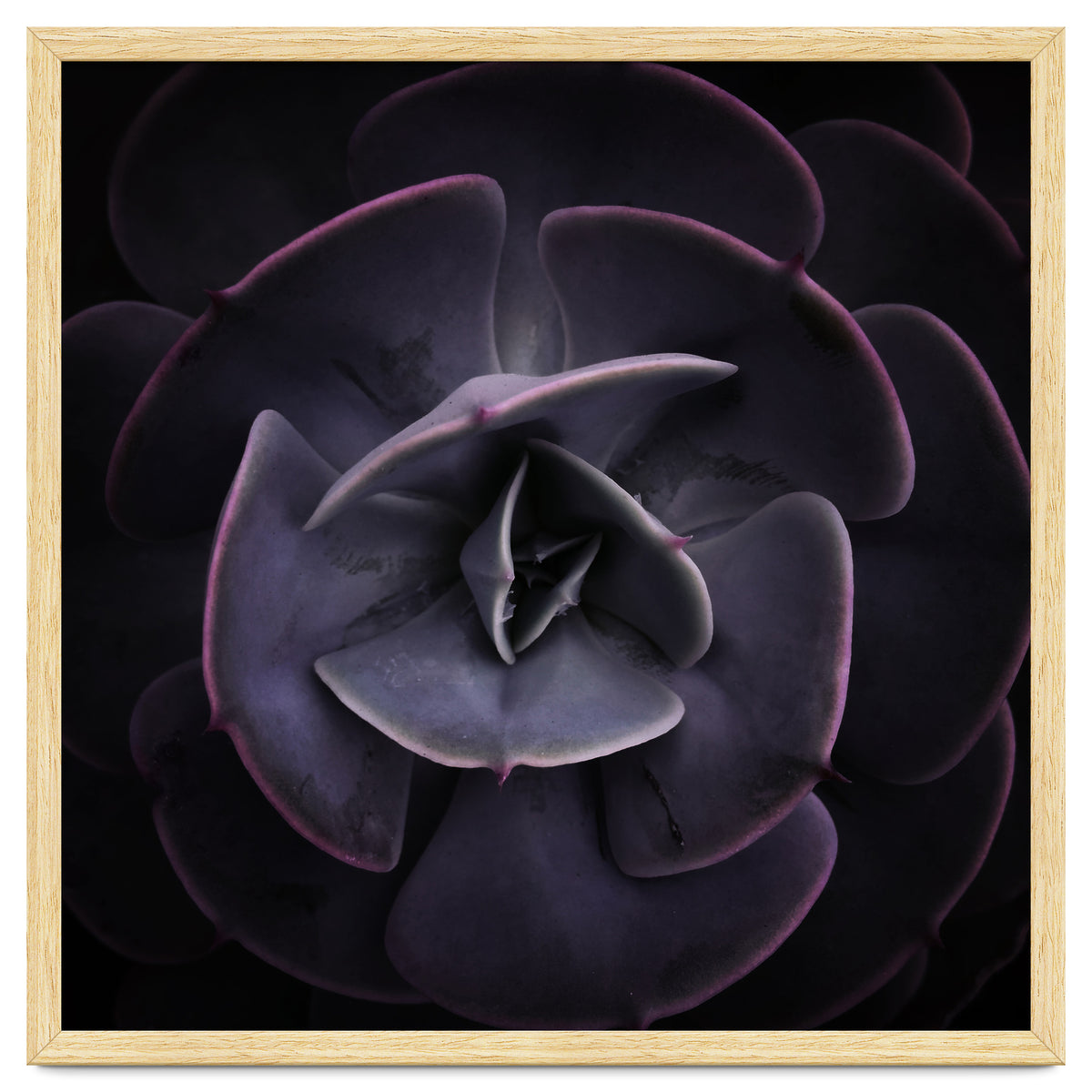 DARKSIDE OF SUCCULENTS VIII