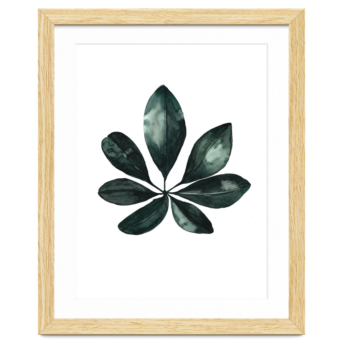 Botanical Illustration Arboricola Schefflera