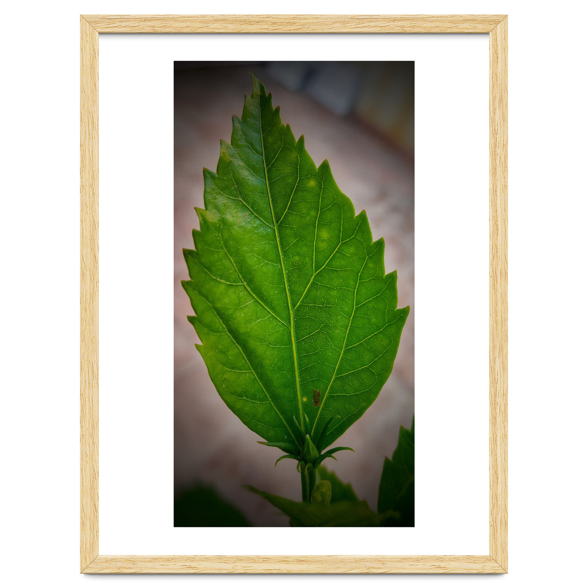 Hibiscus Plant Petal