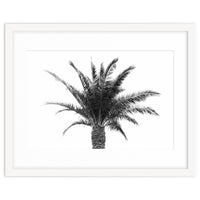 Palm Tree