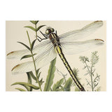 Dragonfly Vintage Illustration (Print Only) thumbnail