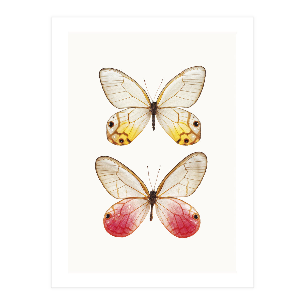 Cc Butterflies 04 (Print Only)