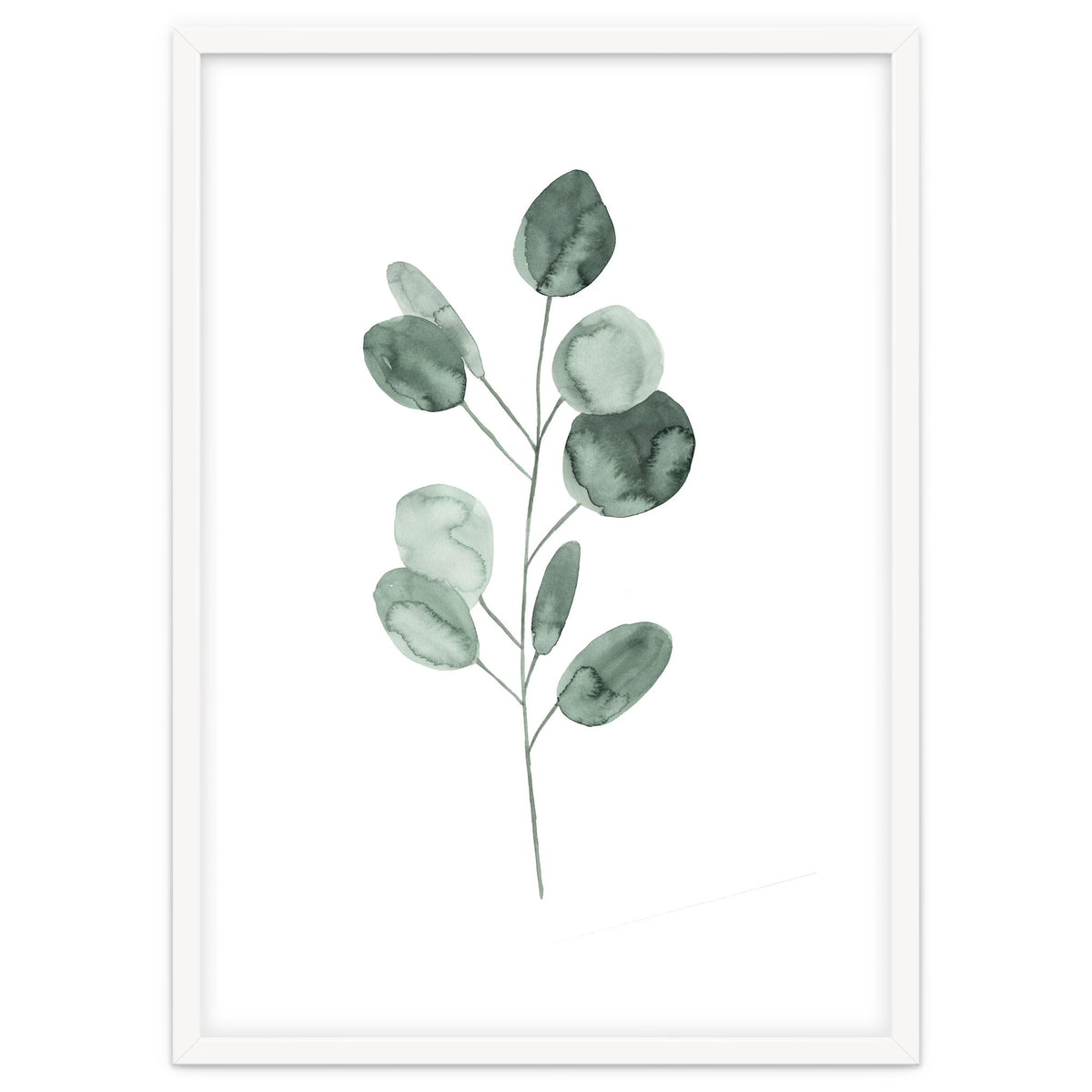Botanical Illustration Eukalyptus2