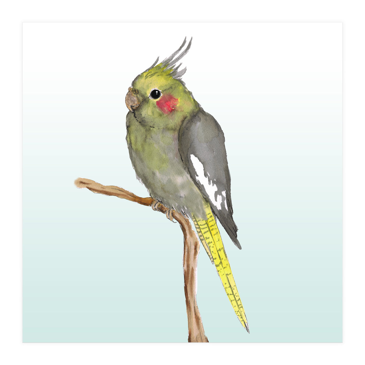 Cute cockatiel 	 (Print Only)