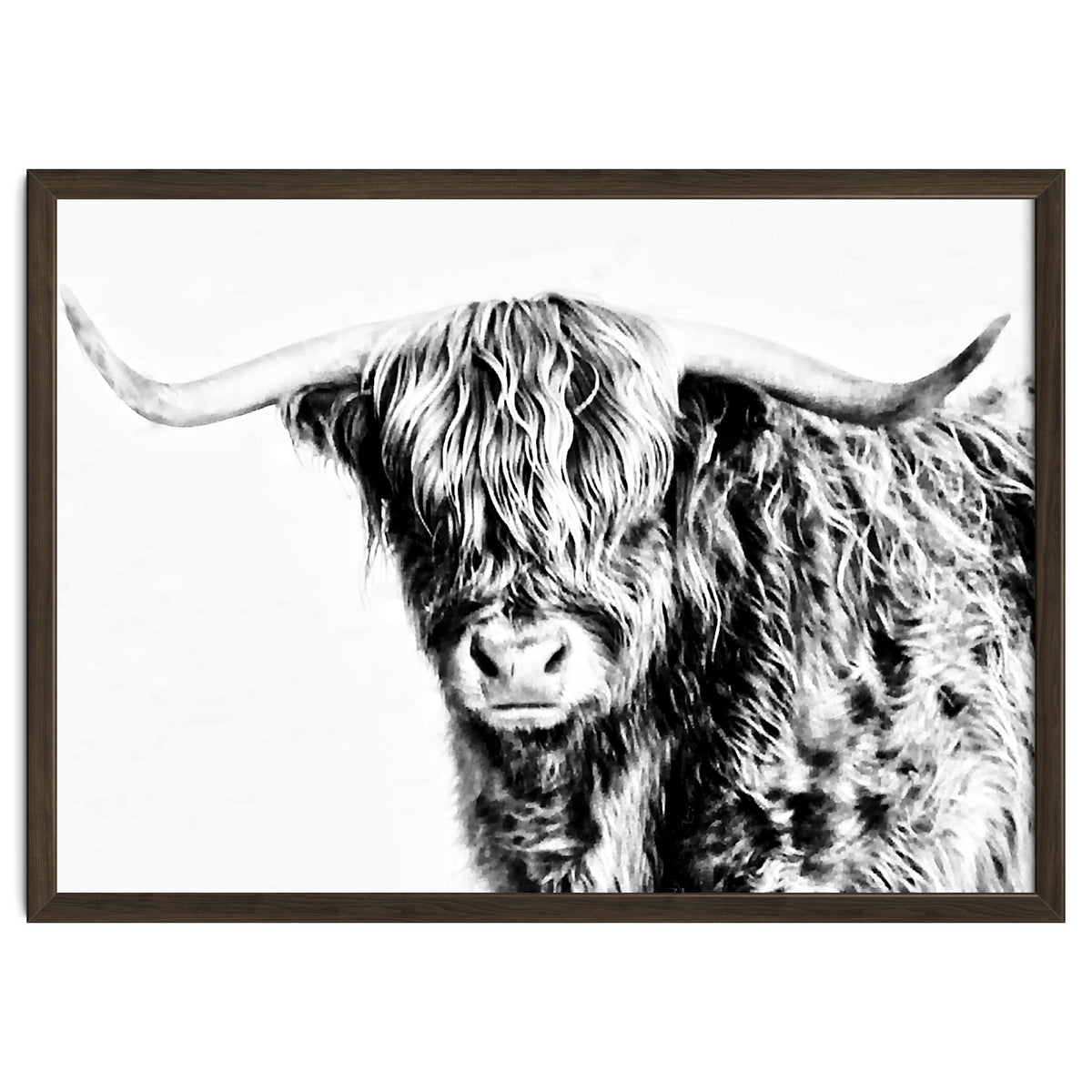 Highland bull