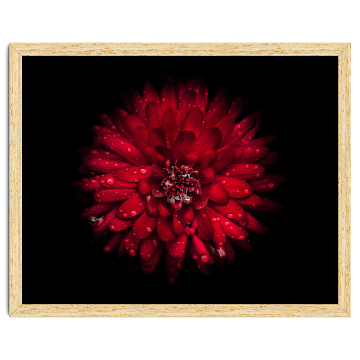 Backyard Flowers 45 Color Version