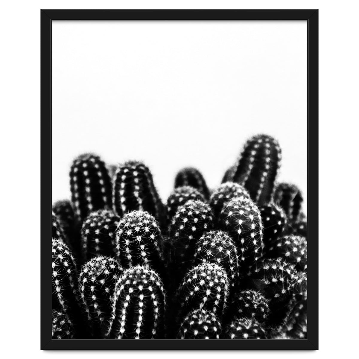 cactus nature X