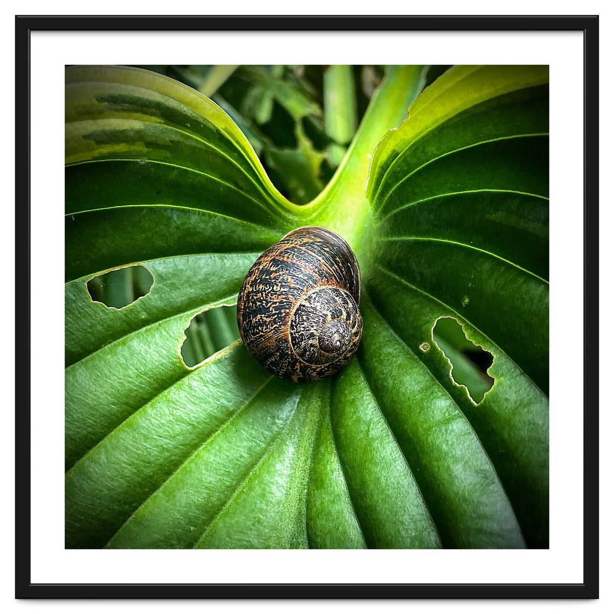 Snail on a hosta leaf