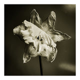 Wilting daffodil (Print Only) thumbnail