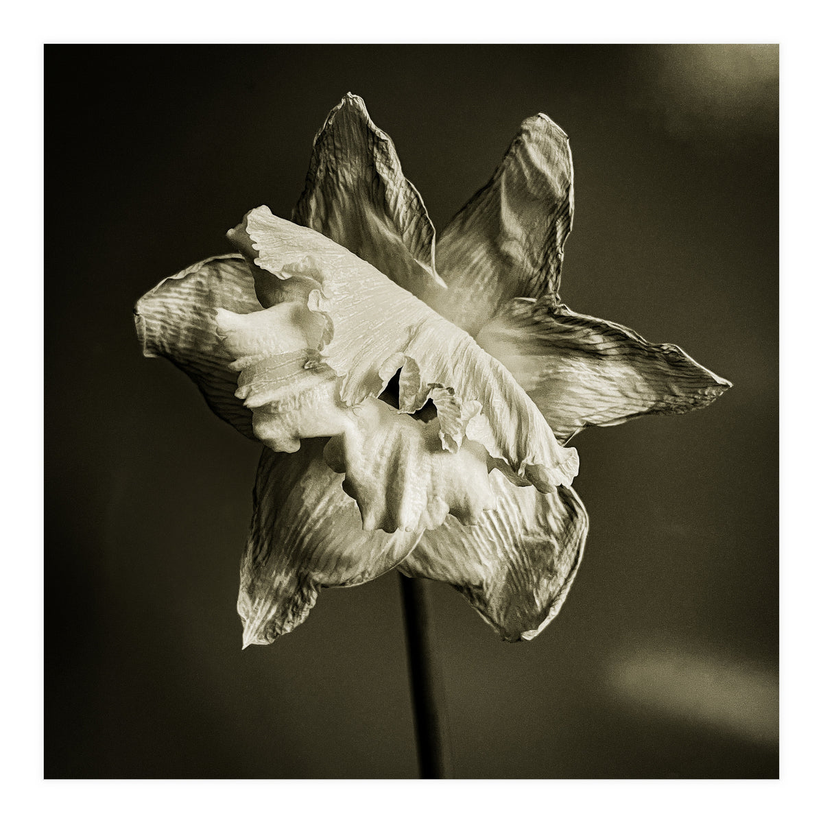 Wilting daffodil (Print Only)