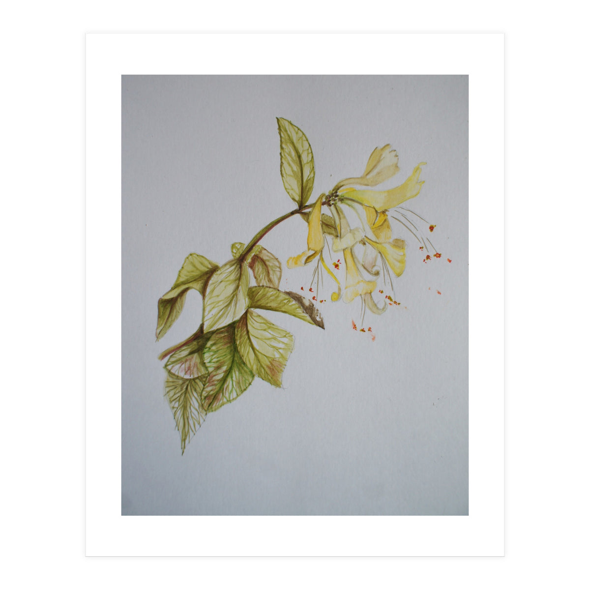 Honeysuckles (Print Only)