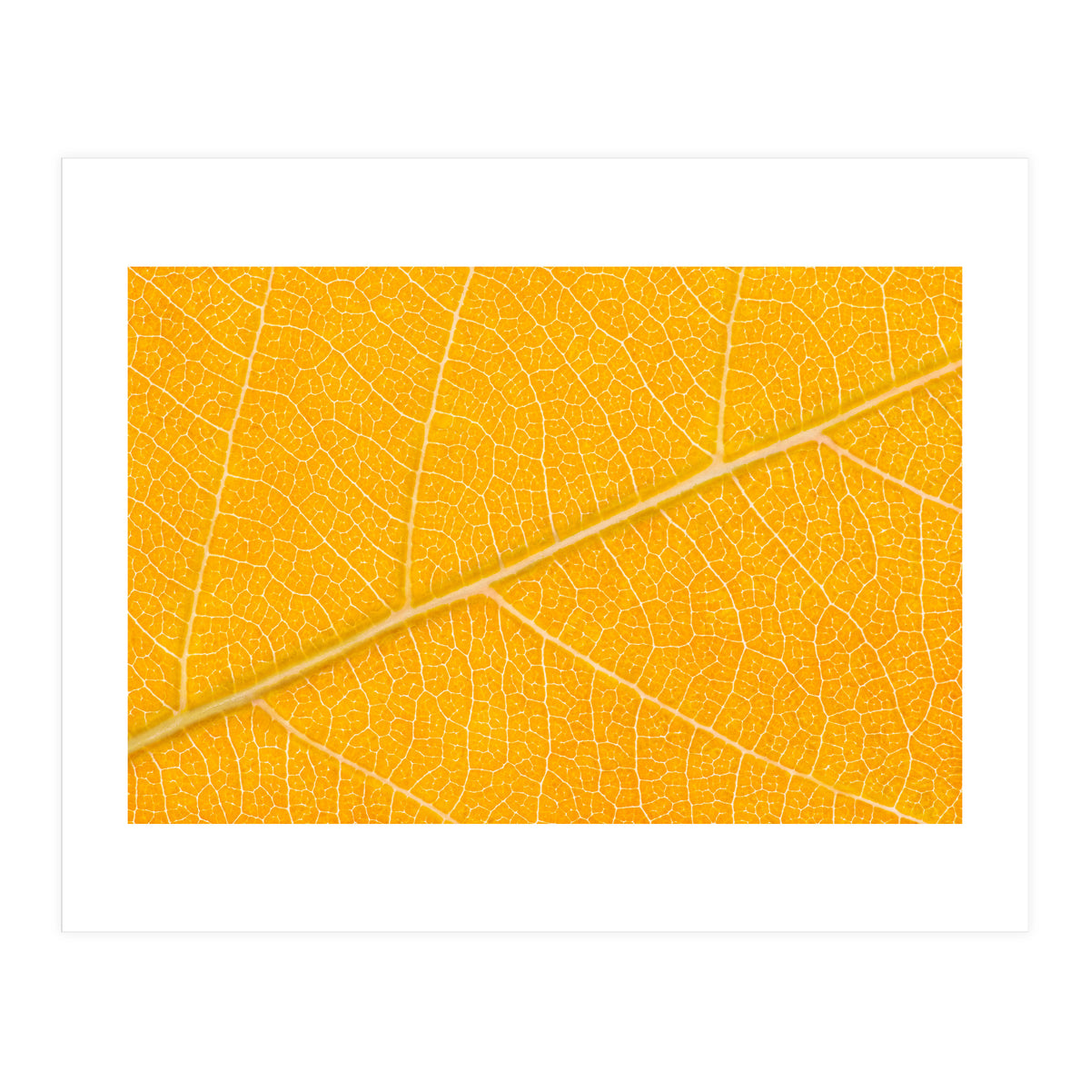 Autumn Leaf (Print Only)