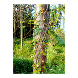 Vine (Print Only) thumbnail