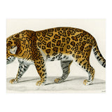 Jaguar (Panthera Onca) illustrated  (Print Only) thumbnail