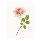 Cc Roses 01 (Print Only) thumbnail