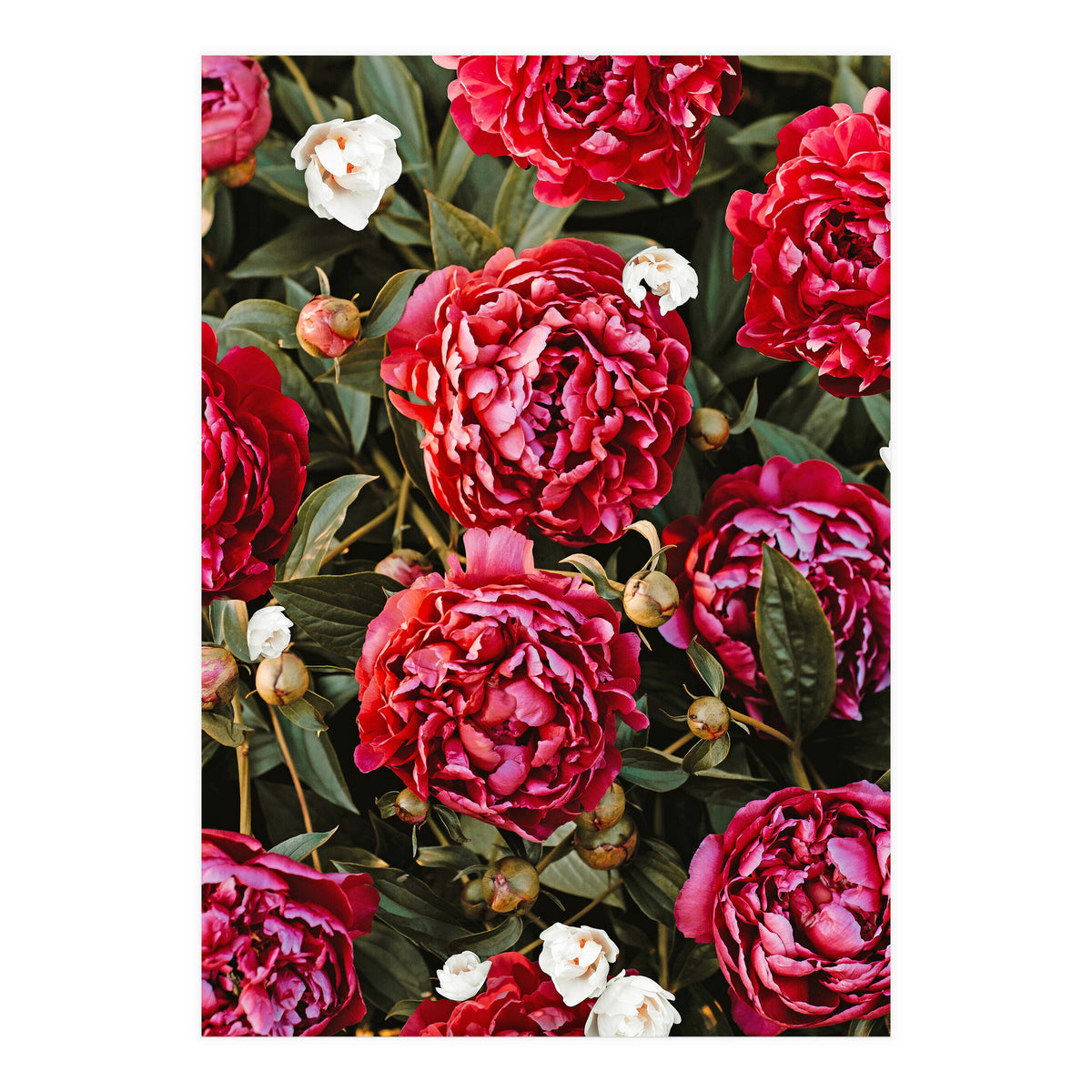 Blossom Love (Print Only)