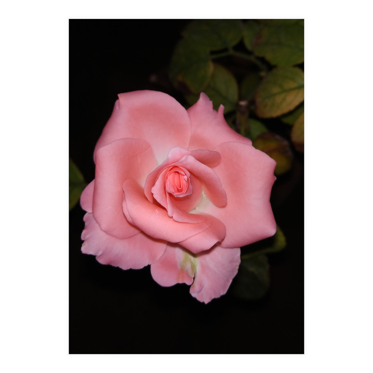 Pink Rose Floral (Print Only)