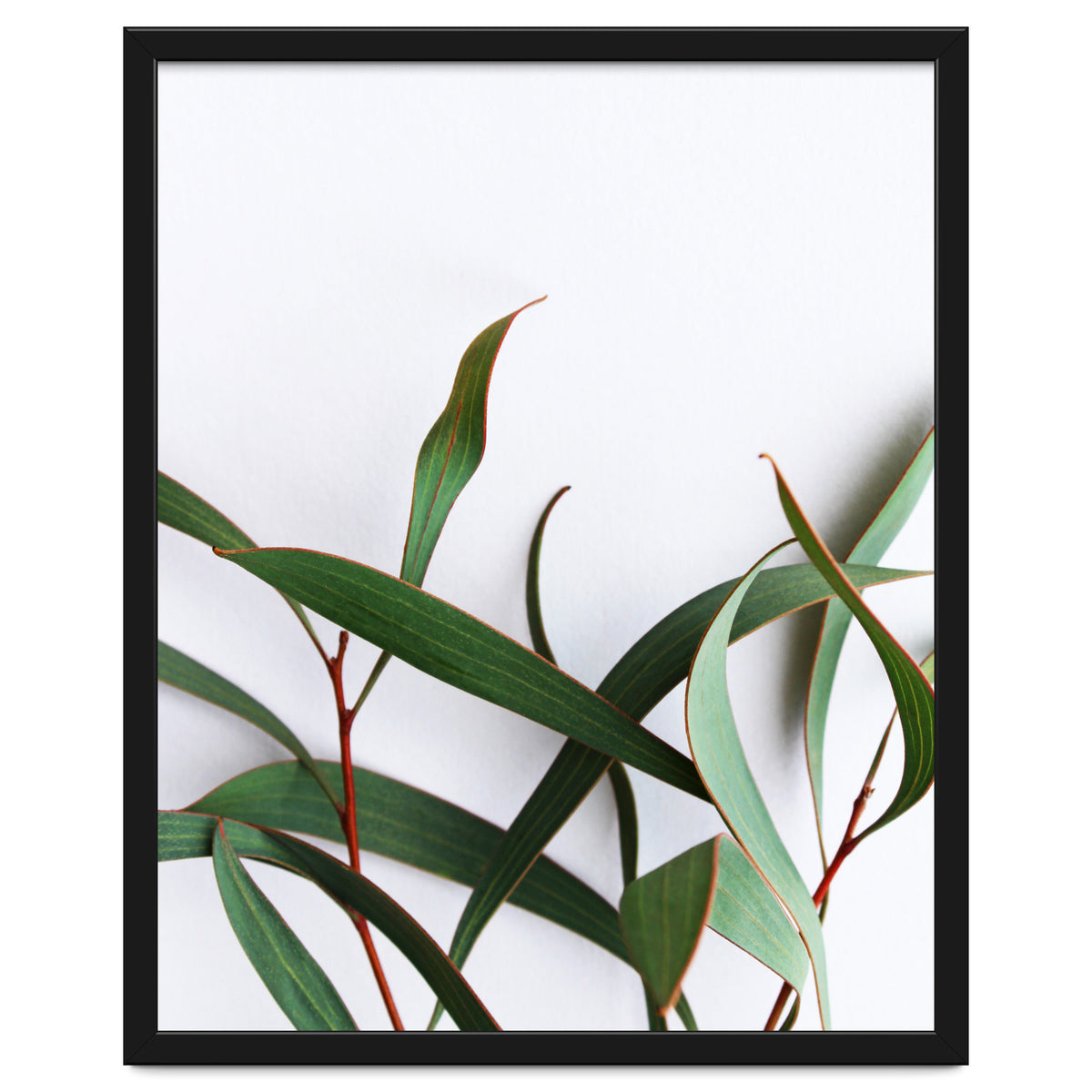 Green Eucalyptus leaves