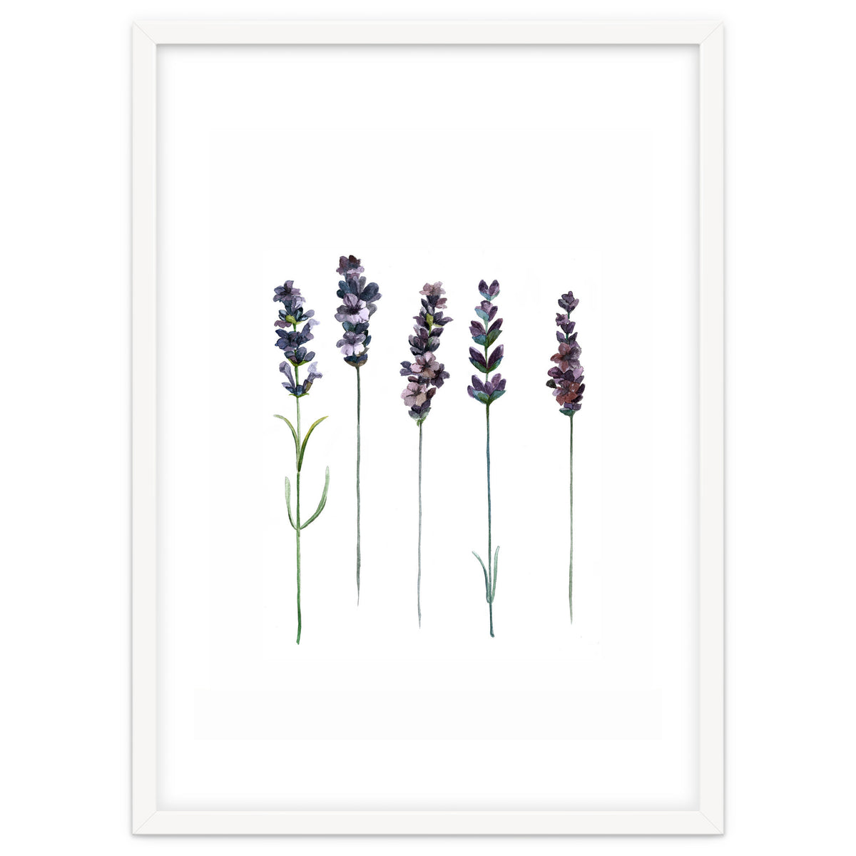 Botanical Illustration Lavender