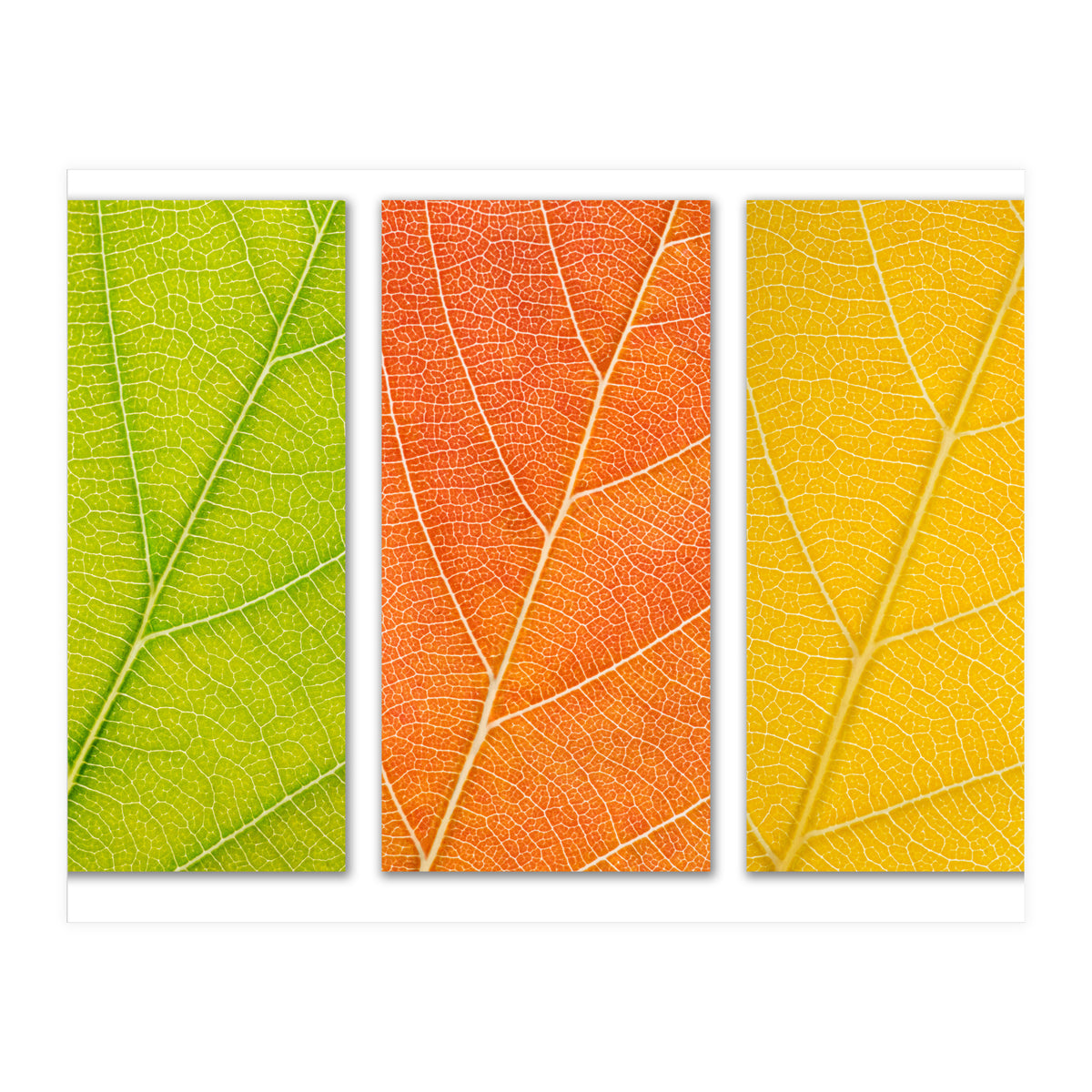 Autumn Leaves (Print Only)